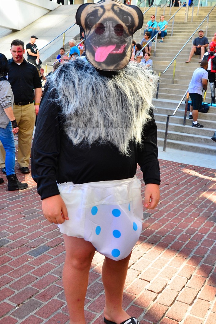 Diapered Dog