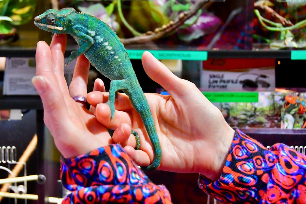 Outstretched Chameleon in Hands