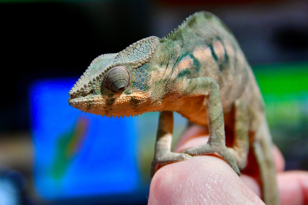 Touches of Color on a Female Chameleon