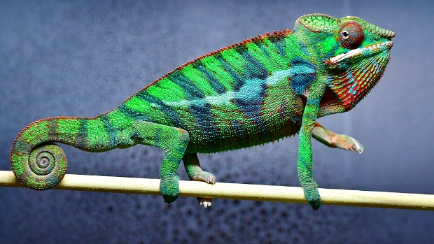 Royal Kaleidoscope Chameleons