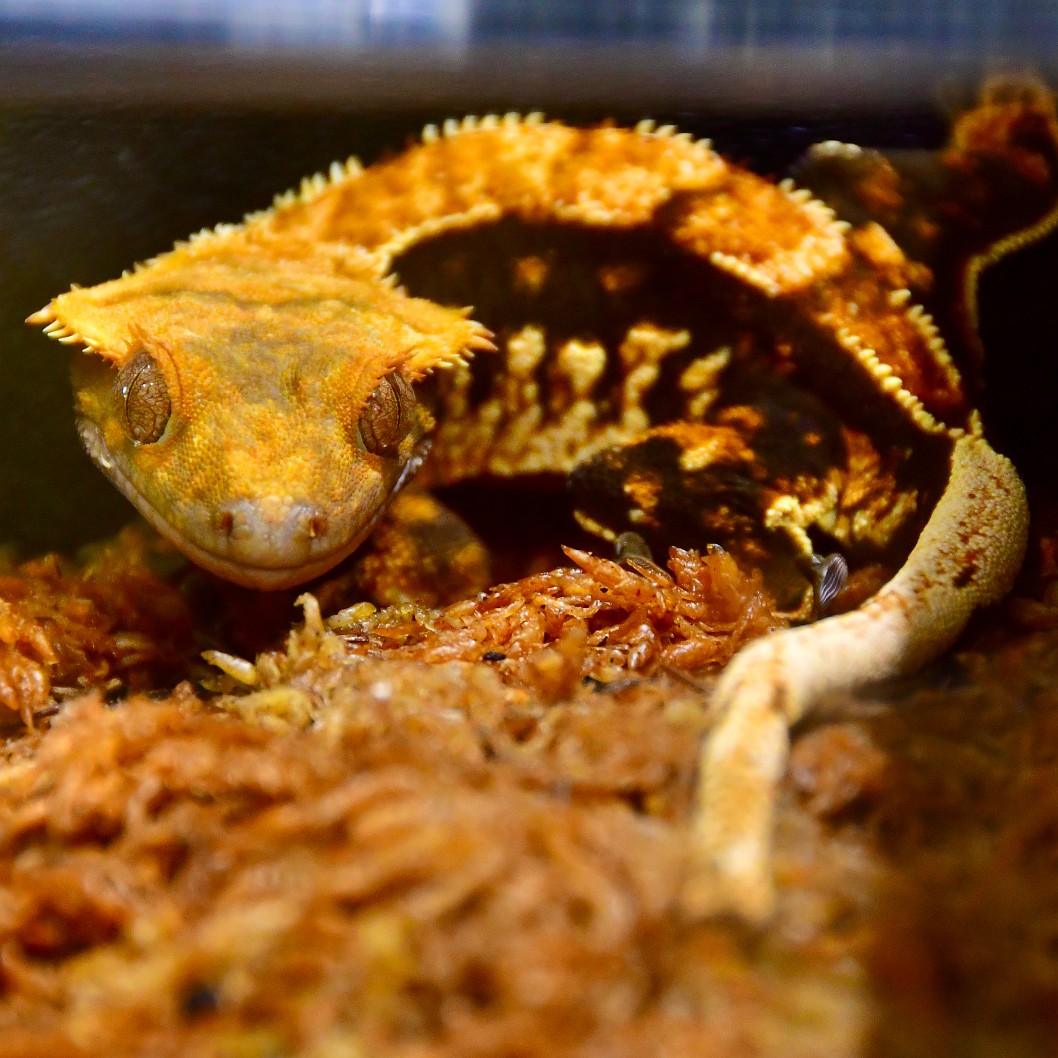 Crested Gecko Stare