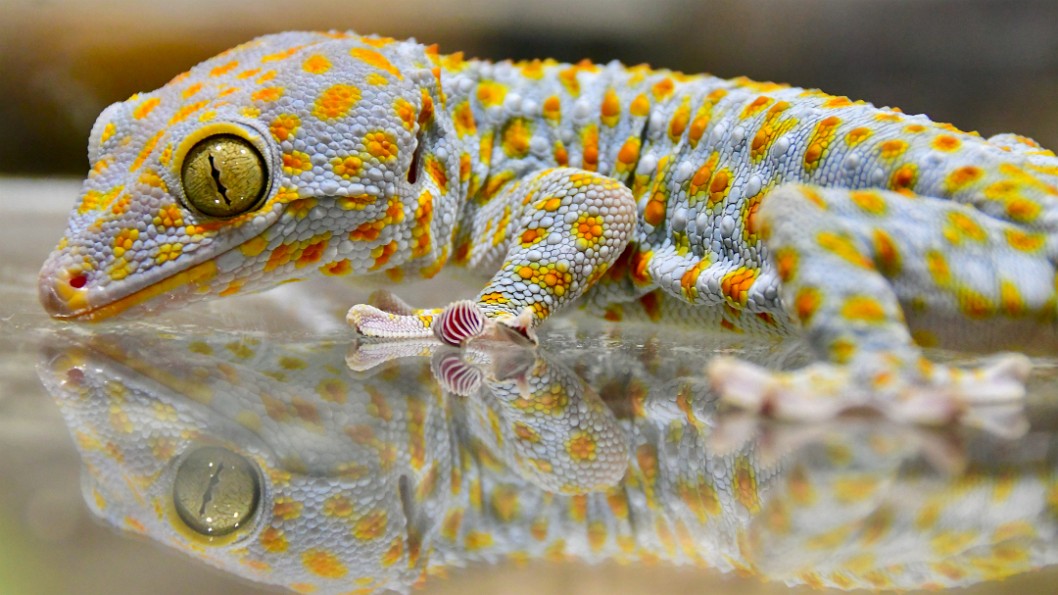 Fascinating Tokay Gecko Eye and Amazing Foot Pads
