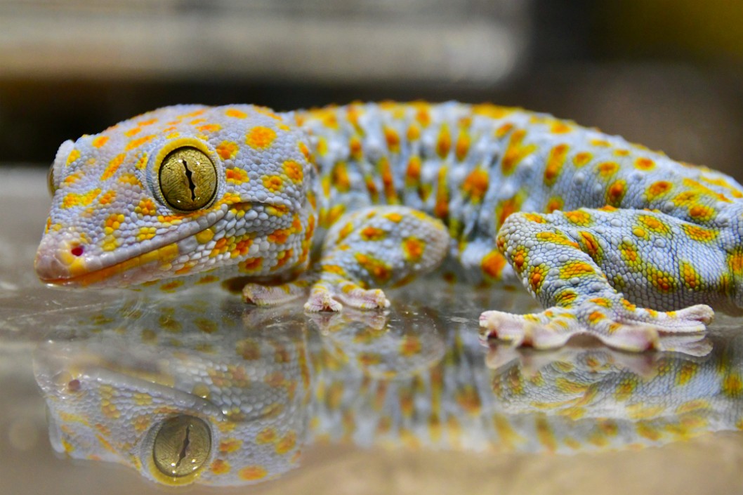 Gecko Stare