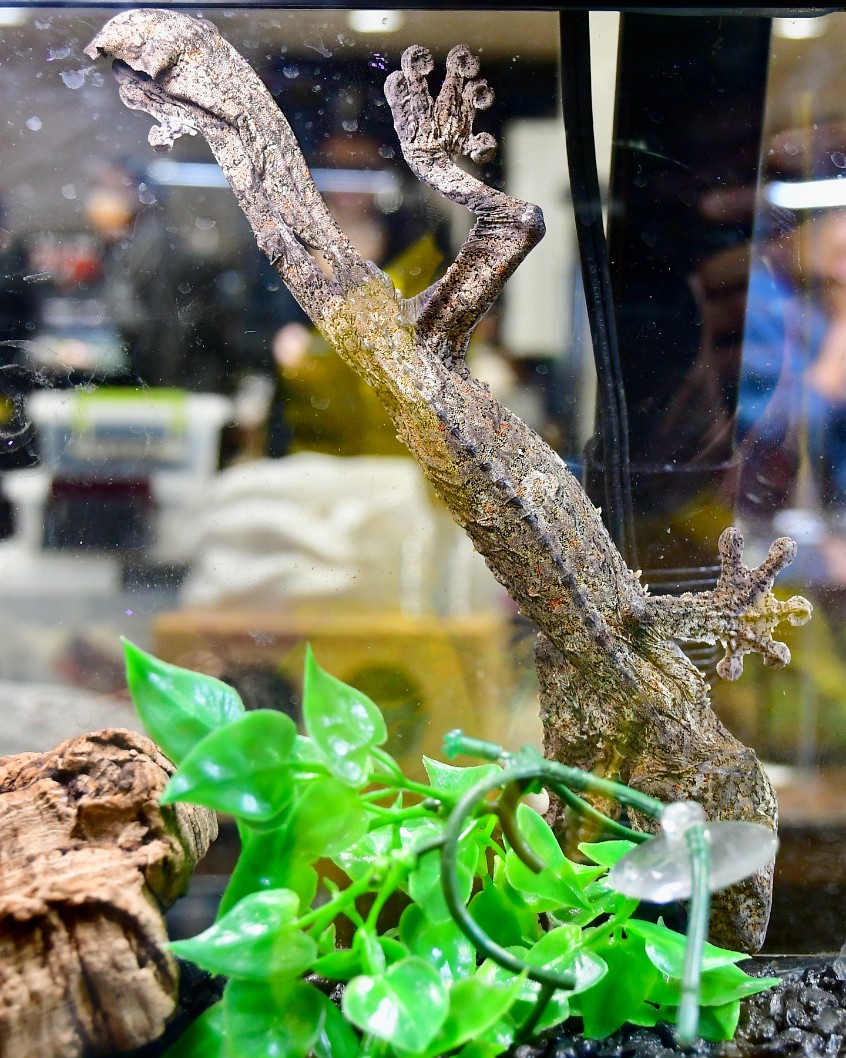 Giant Leaf Tail Gecko Outstretched