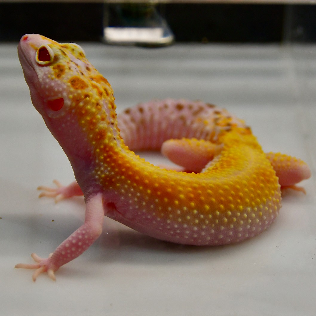 Radar Leopard Gecko With Red Eyes 1