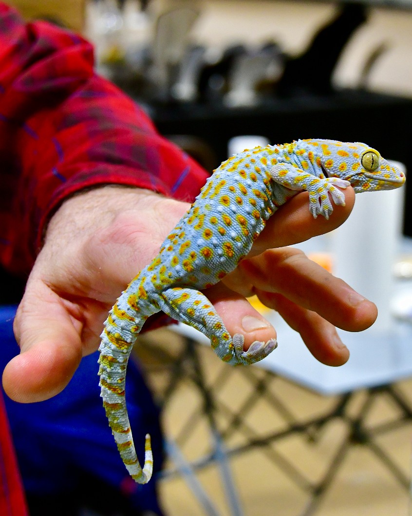 Tokay Gecko Hanging on Hand
