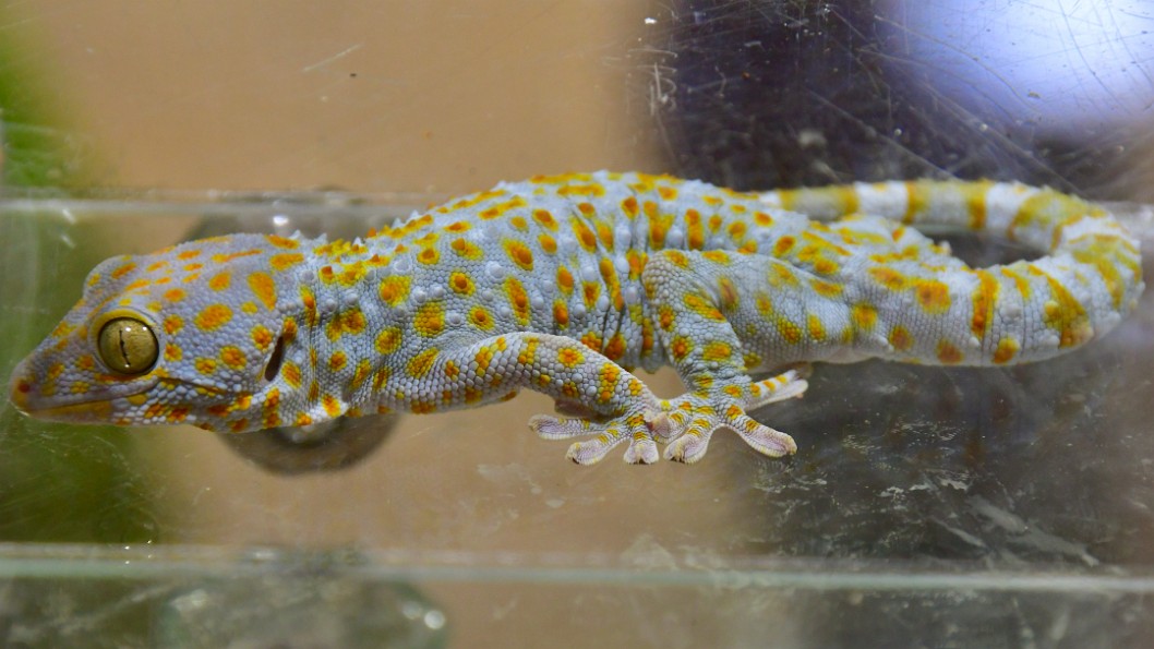 Tokay Gecko in Beautiful Blue and Mustard Yellow