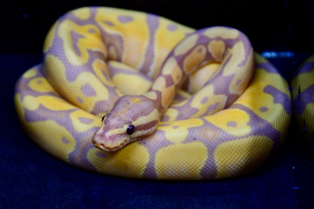 Female Banana Ball Python