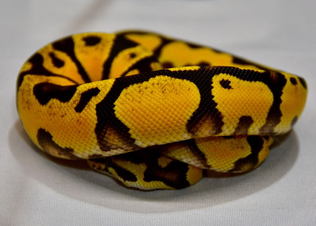 Super Pastel YB Fire Ball Python Coiled