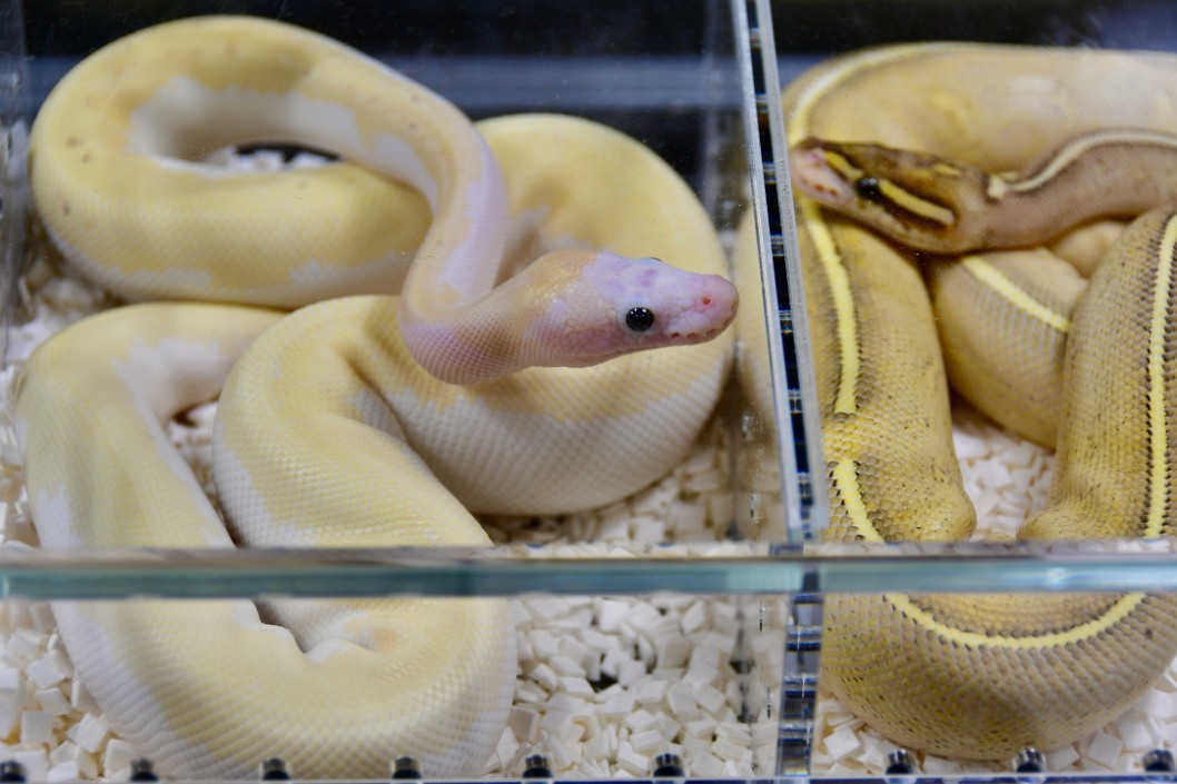 Two Buttery Mixed Ball Pythons