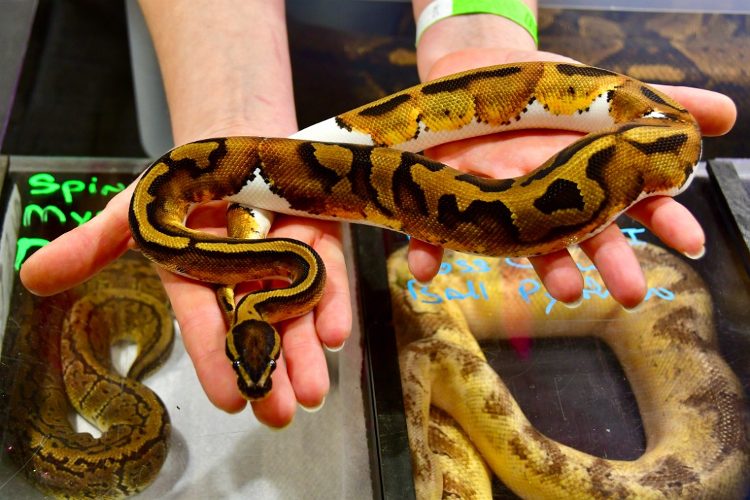 Wonderful Patterns and Color Mix on a 66 Percent Ultramelanistic Piebald Ball Python