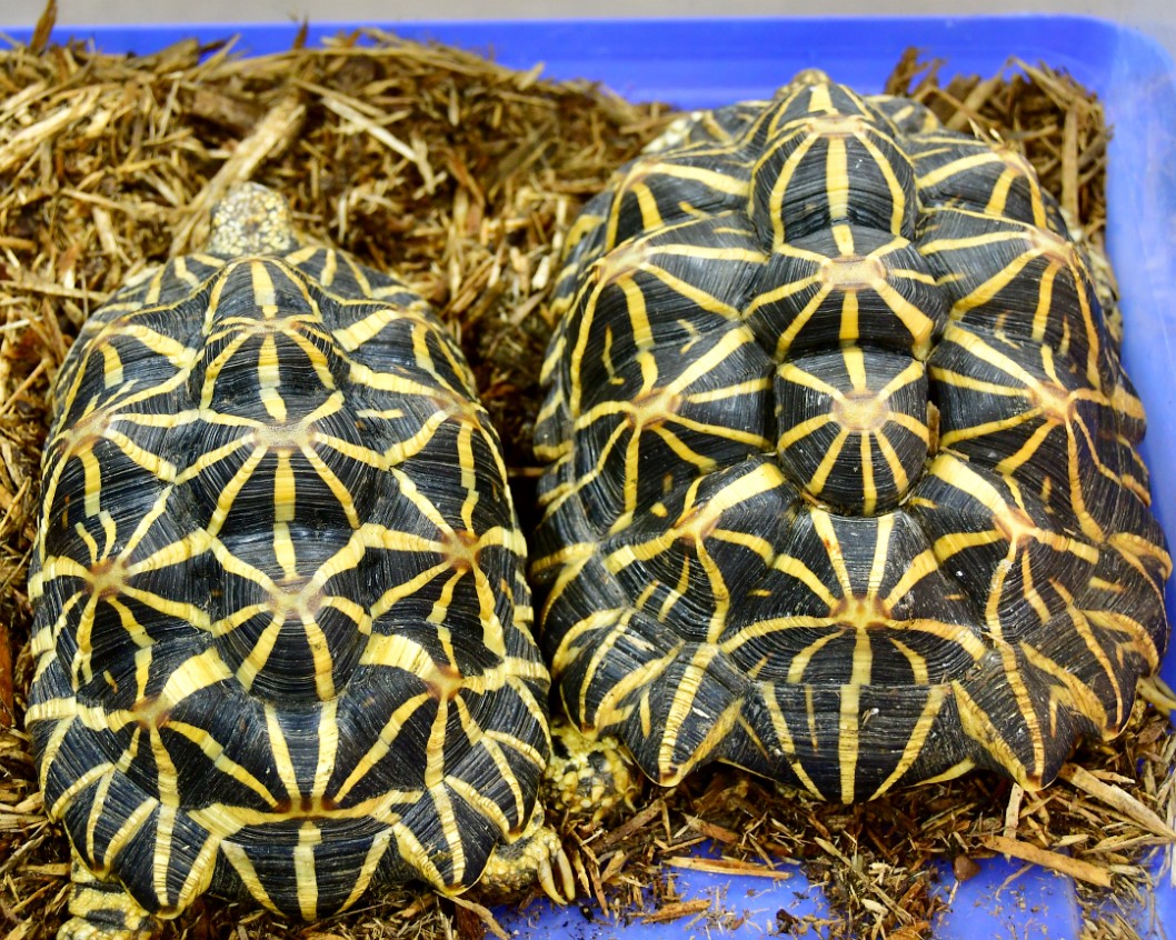 Two Tortoises Chilling