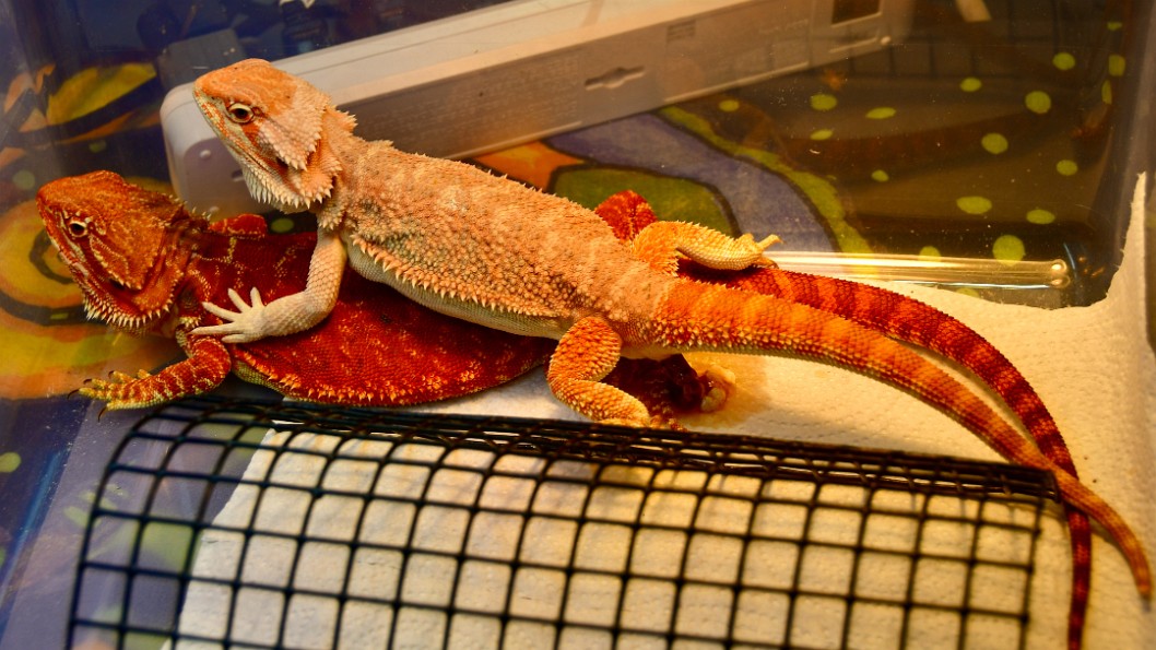 Bearded Dragons Together