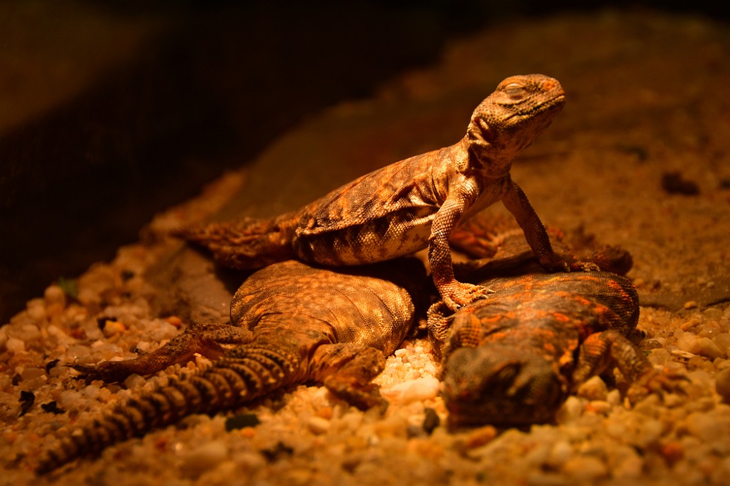 One Saharan Uromastyx Above the Rest 1
