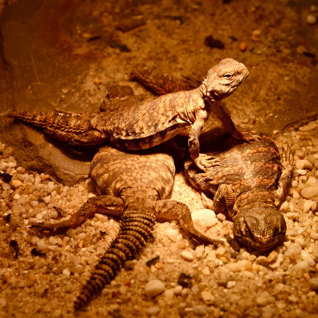One Saharan Uromastyx Above the Rest 2