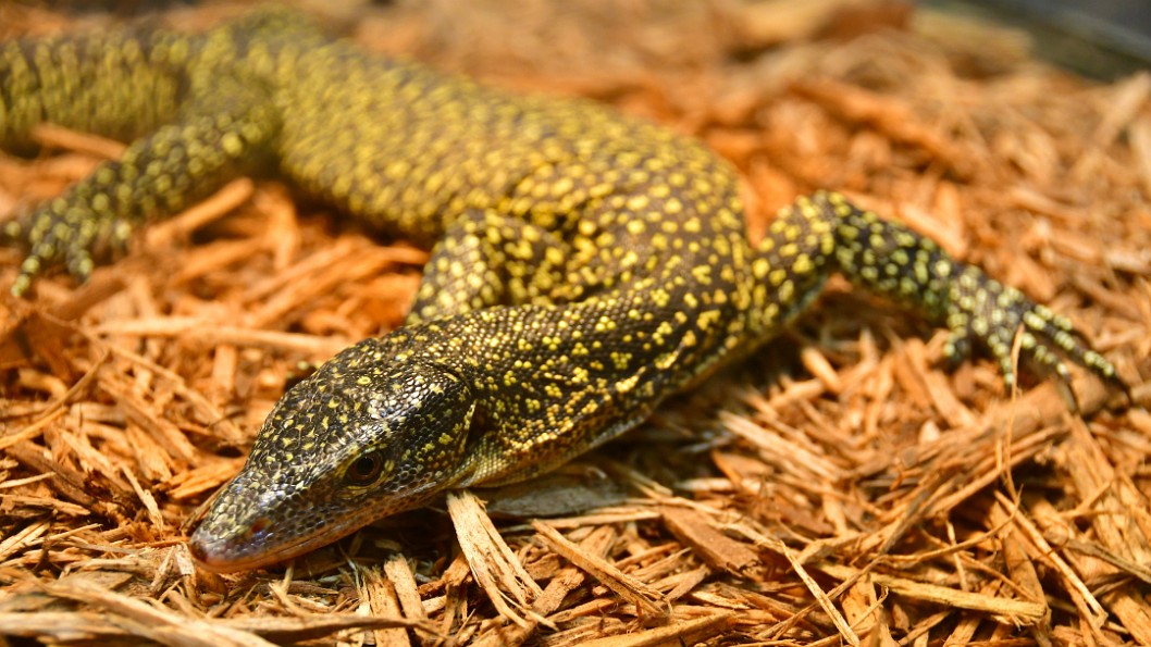 Yellow Speckles on the Mangrove Monitor