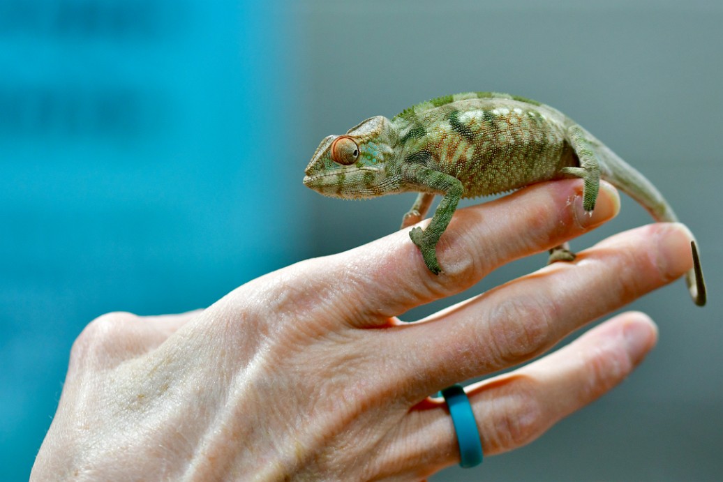 Chameleon in Hand