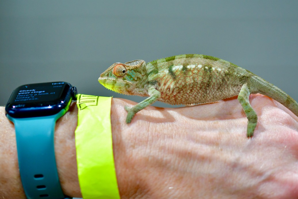 Smart Watch and a Curious Female Leopard Chameleon