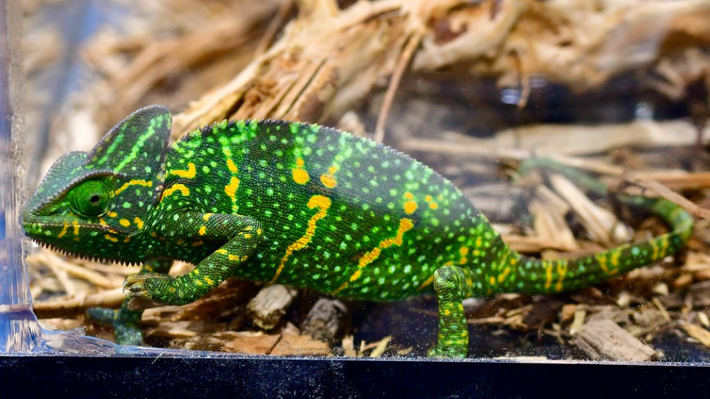 Veiled Chameleon in Bold Greens and Yellow