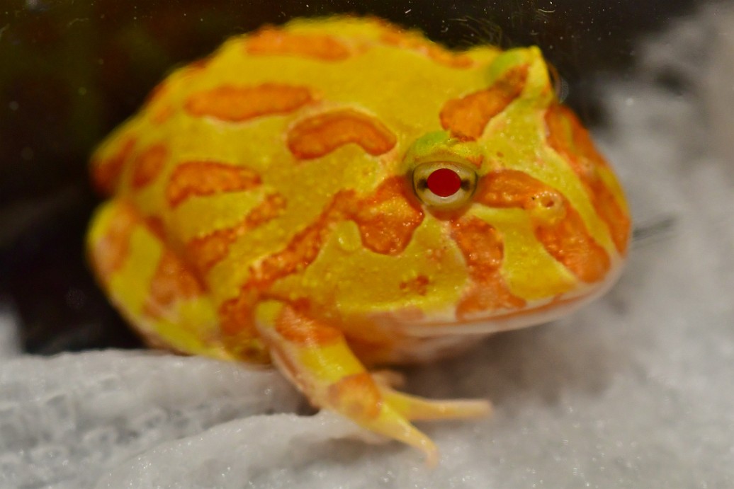 Albino Pacman Frog Just Chilling