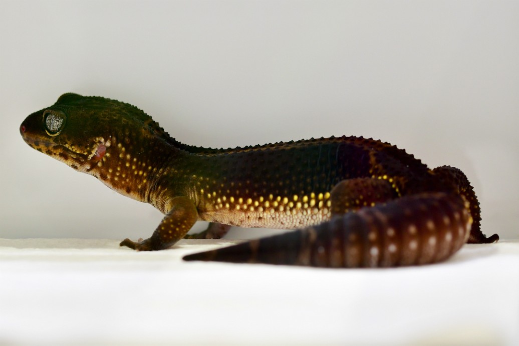A Very Precious Black Night Leopard Gecko