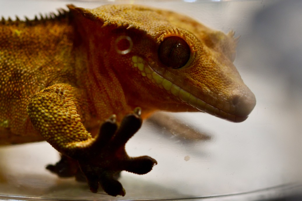 Crested Gecko Pressing on the Plastic