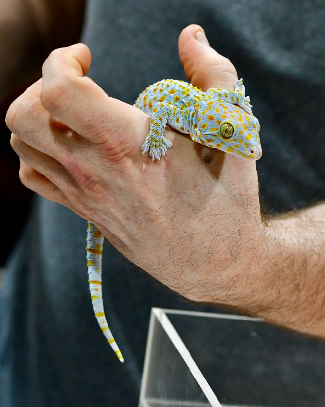 Handy Gecko