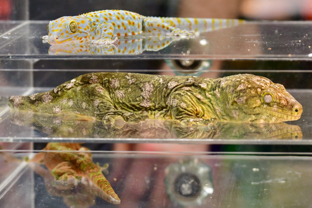 Layers of Rare Geckos