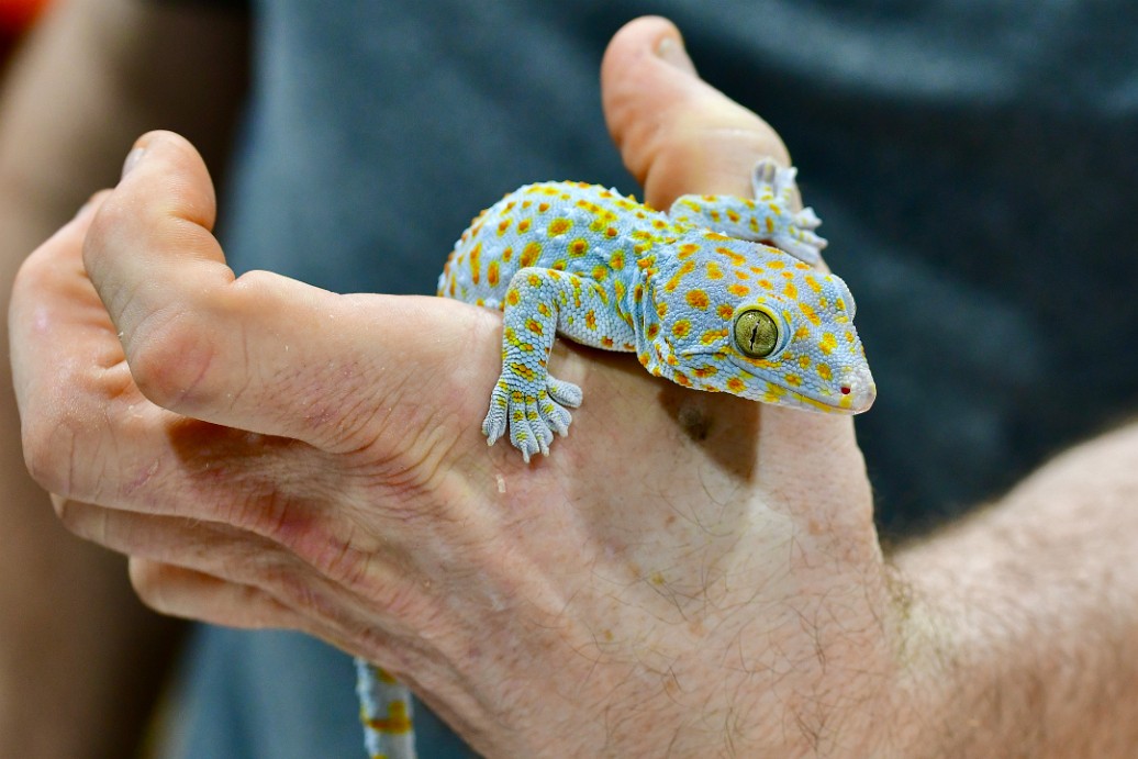 Tokay Gecko Well in Hand 1