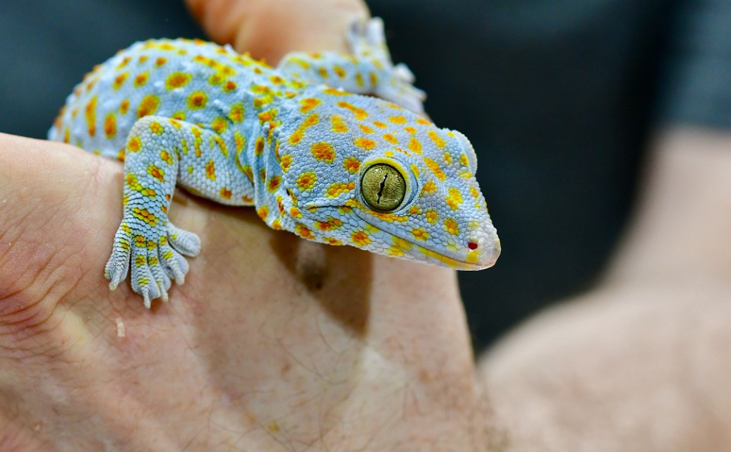 Tokay Gecko Well in Hand 2