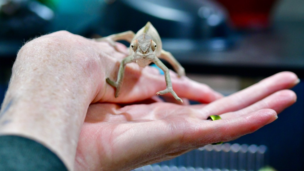 Head-On With a Female Panther Chameleon