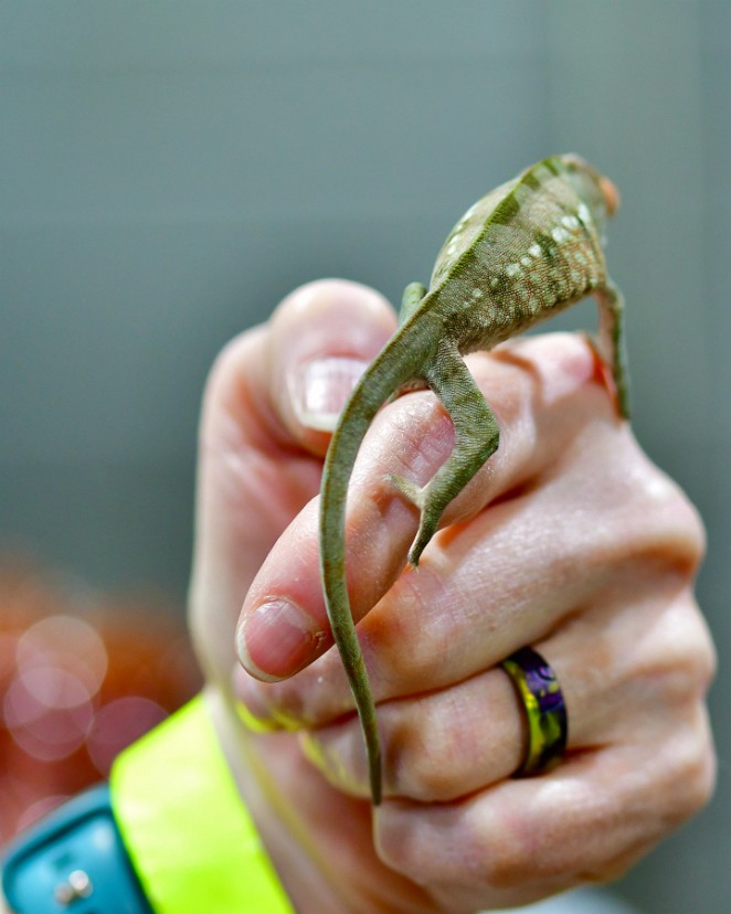 Tail of the Female Panther Chameleon