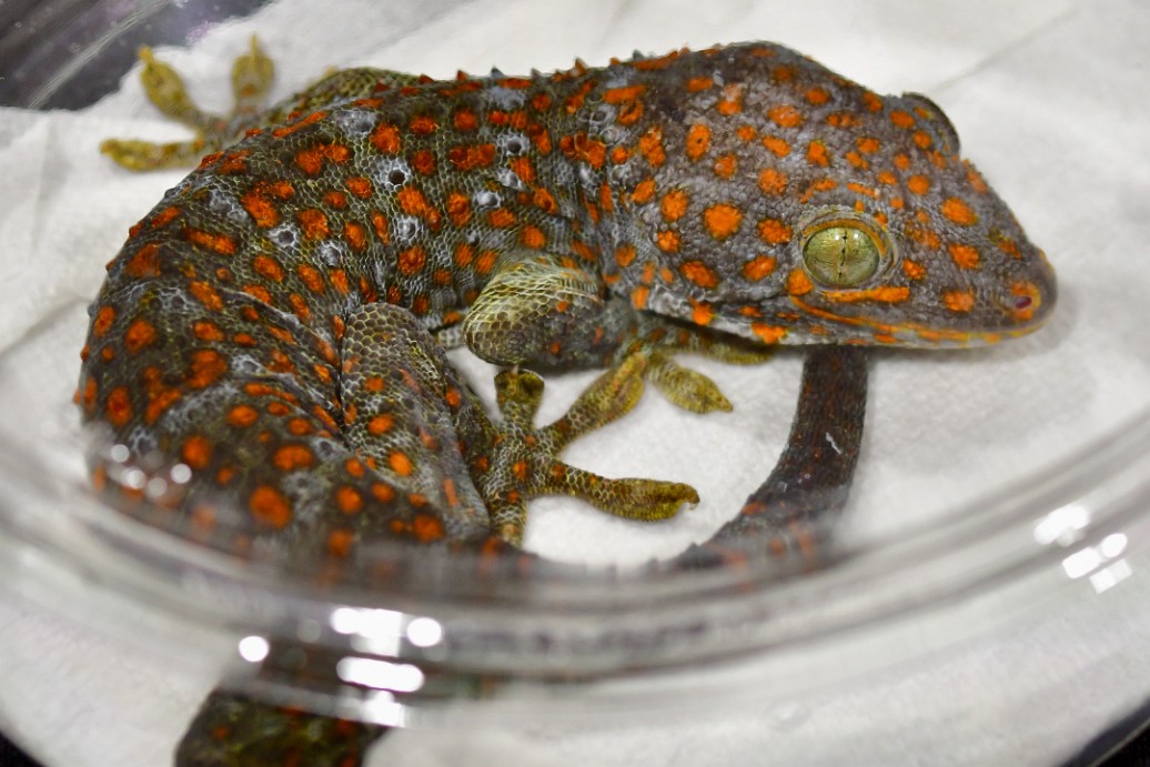 Orange Spots on the Grey Colored Tokay