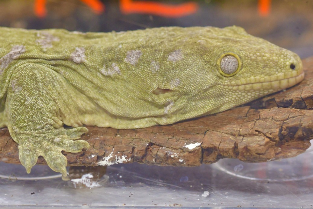 Resting on the Wood