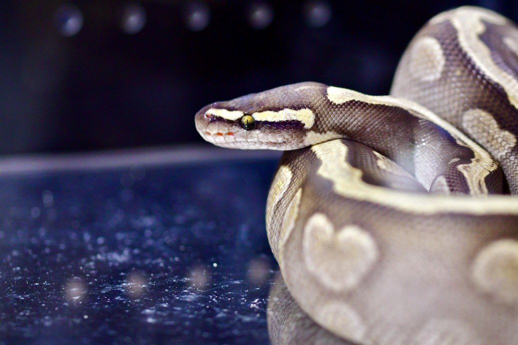 Large GHI Mojave Spotnose Pastel Ball Python Peeking Out