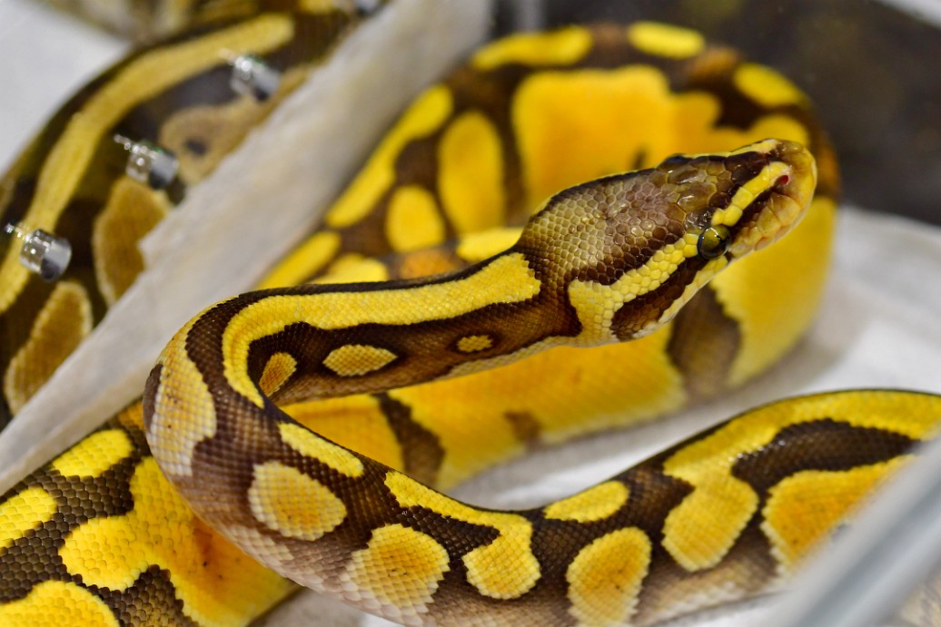 Pastel Enchi Ghost Ball Python