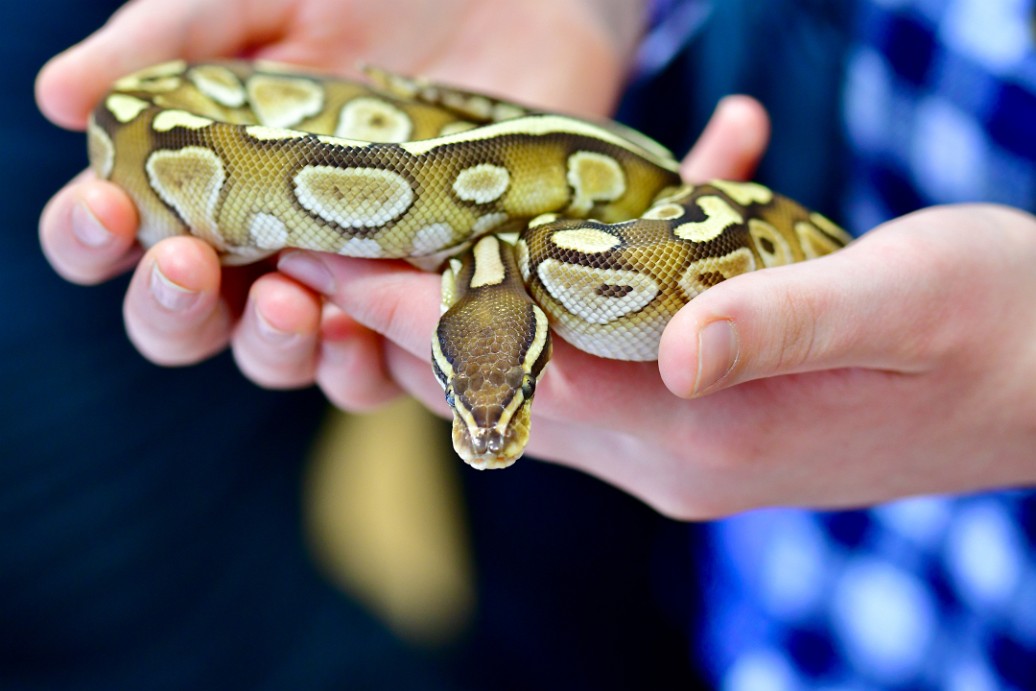 Choc Lesser Ball Python