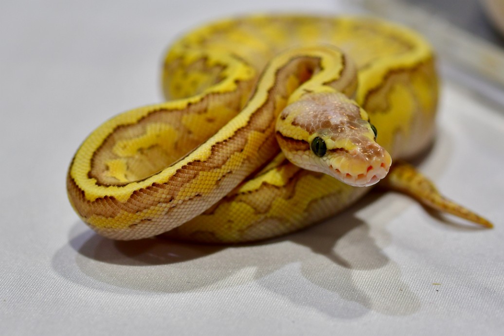 M Enchi Pas YB Snose Pin Ball Python