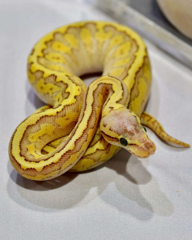 Stunning Markings in Yellow and Tan