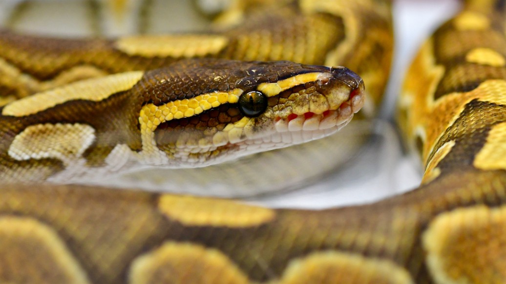 Cinnamon Enchi Honey Yb Ball Python Morphs