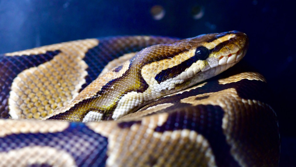 Resting Ball Python