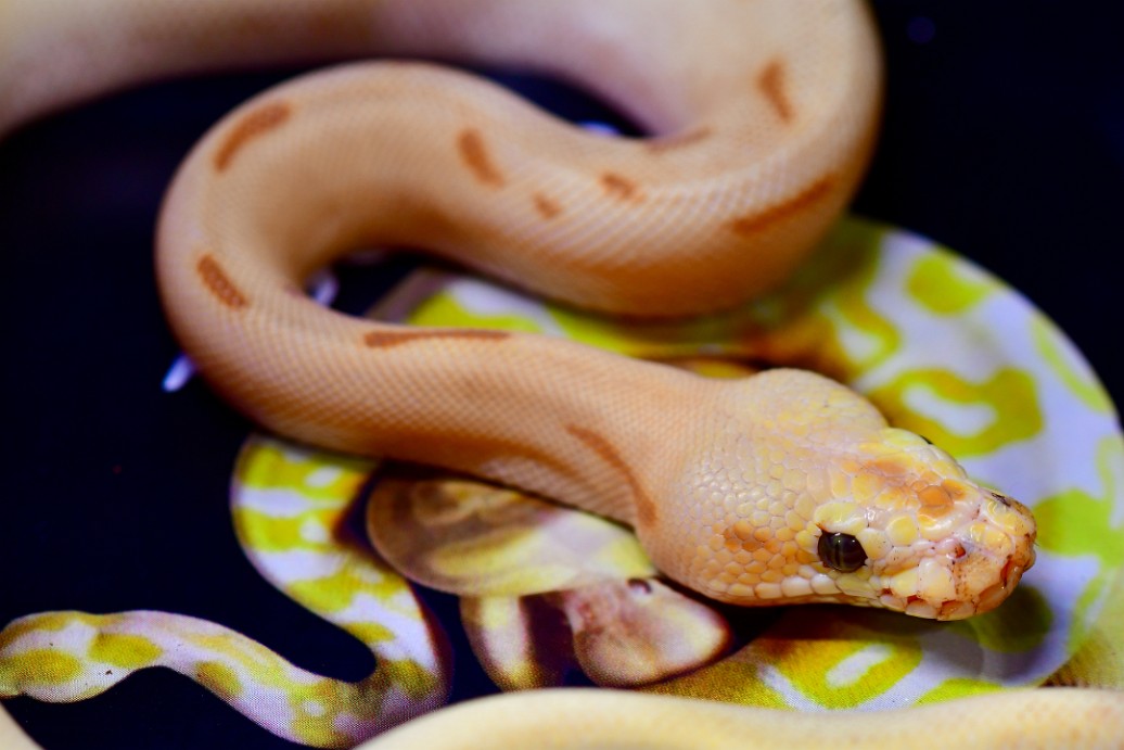 Banana Leopard Enchi Spider Pastel Clown Ball Python