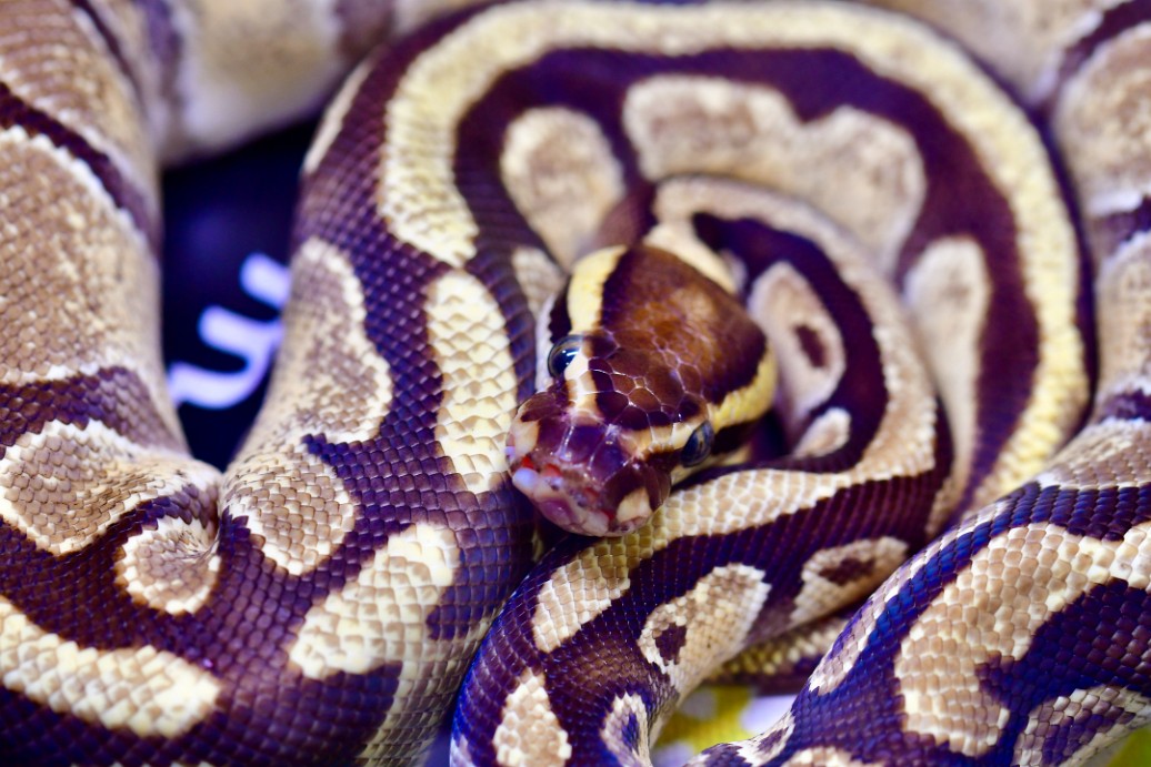 Enchi Fire Het Clown Ball Python