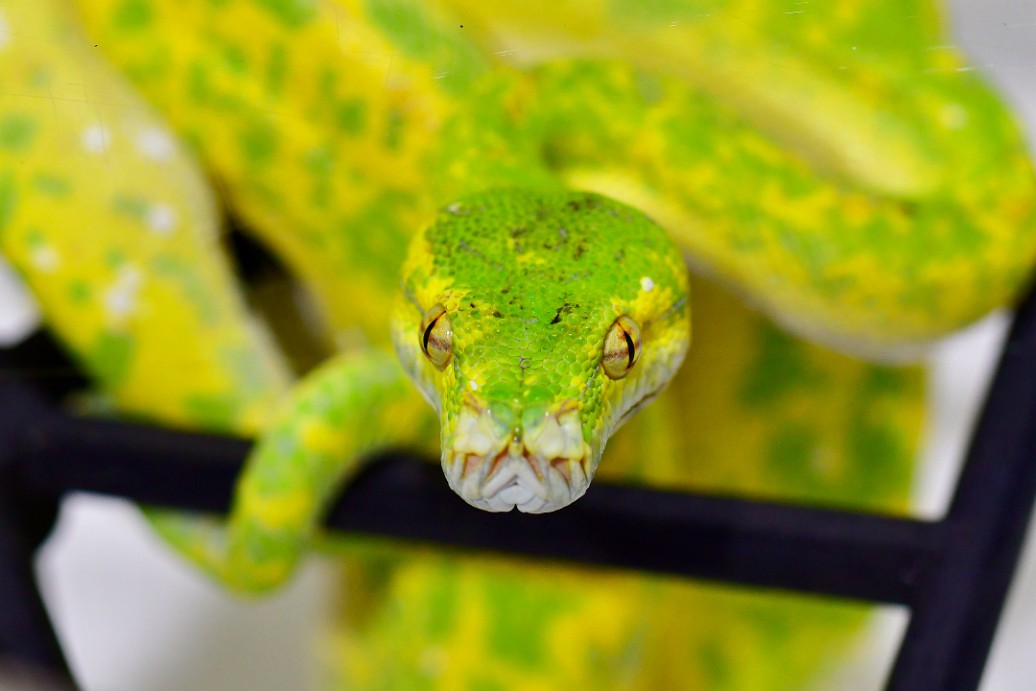 Head-On in Yellow-Green