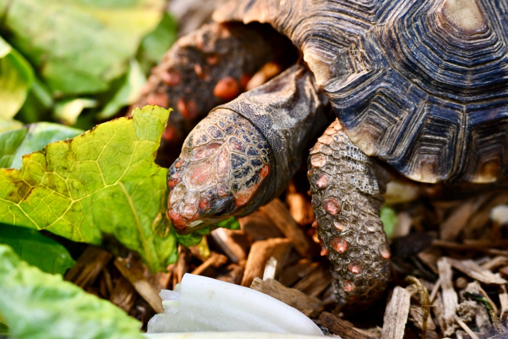 Hungry Tortoise Feeding