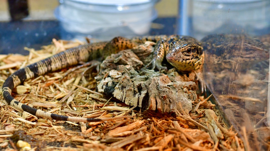 A Gold Tegu Relaxing