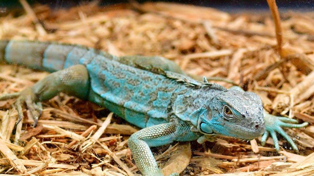 Blue Iguana Poised