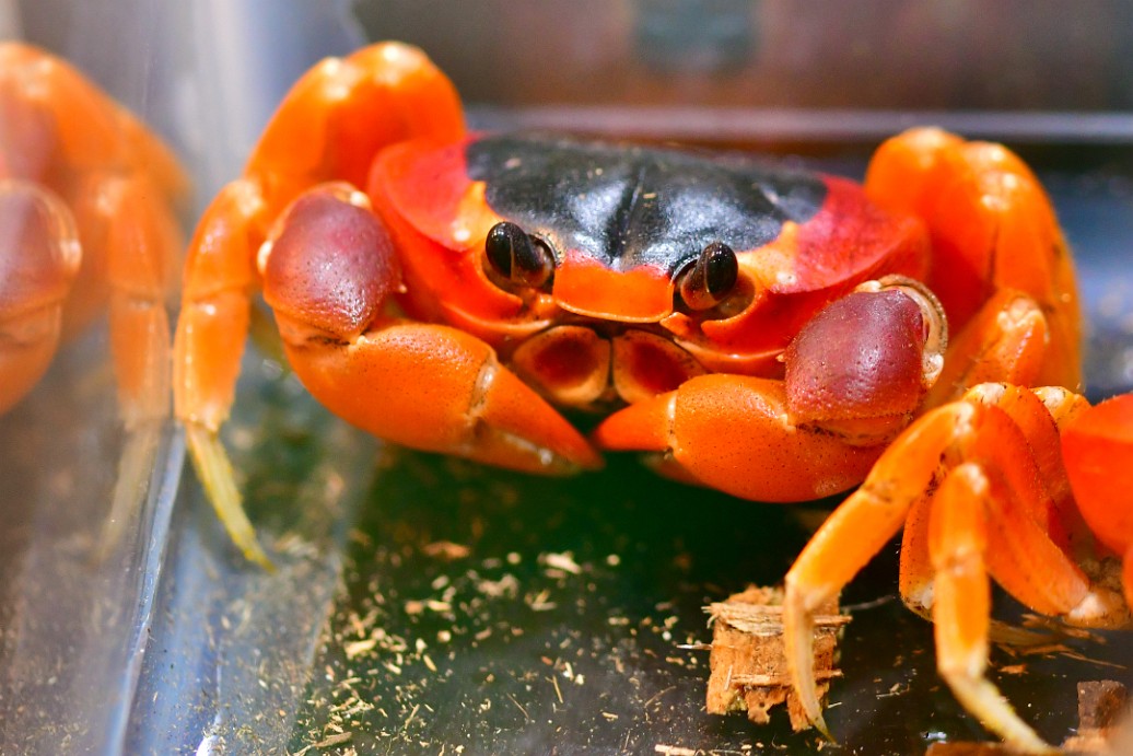 Bright and Colorful Moon Crab