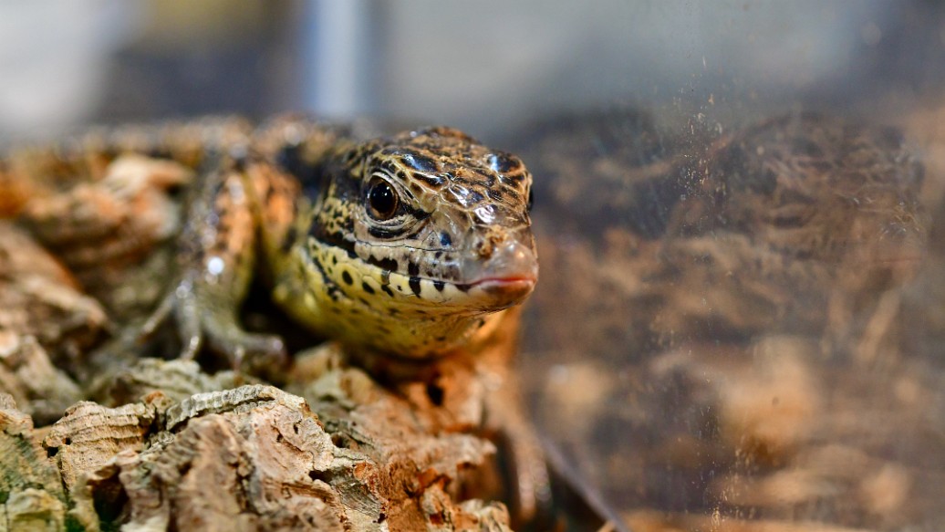 Gold Tegu Look