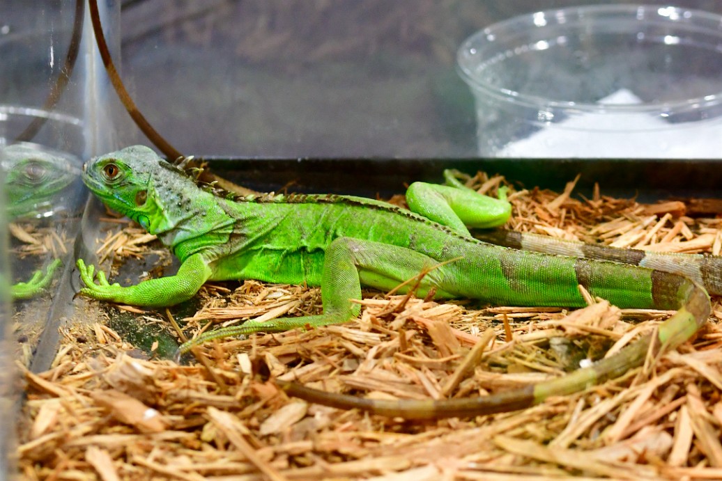 Green Iguana Being Very Green